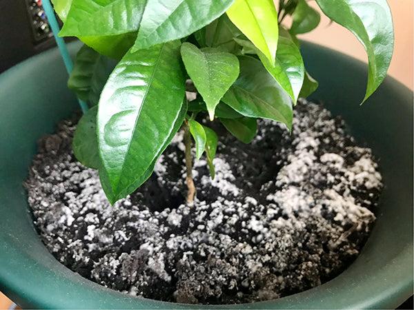 Mold Growing on Your Plants? Here's What Might Be Causing It