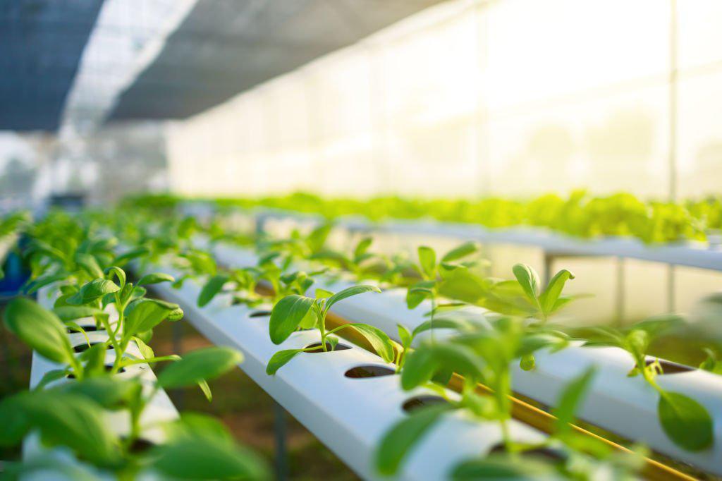 Humidity Over 60% During Flowering? Here's the Solution Growers Trust