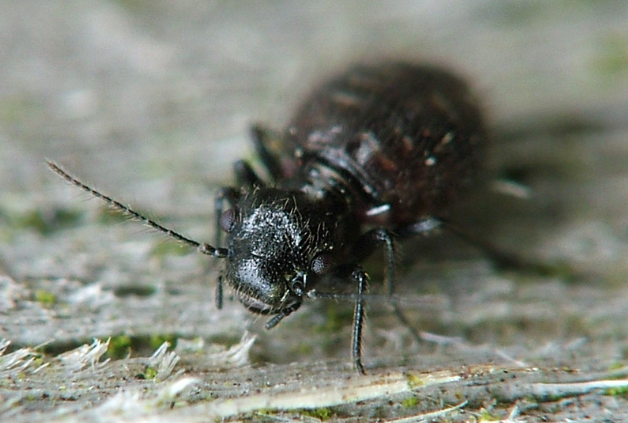 Why Are Bugs Attracted to Humid Spaces? The Role of Moisture Control